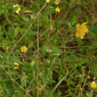 Sida rhombifolia L.